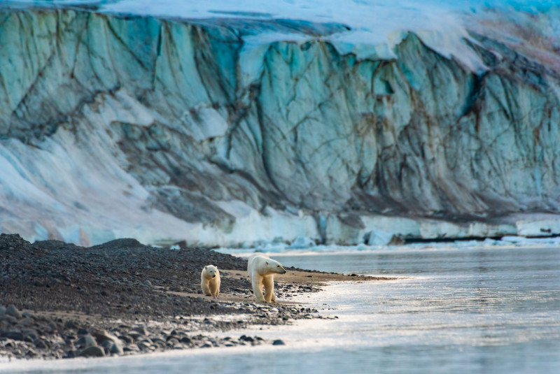 Can ice bears survive without ice? Disneynature’s ‘Polar Bear’ captures the resilience of its stars