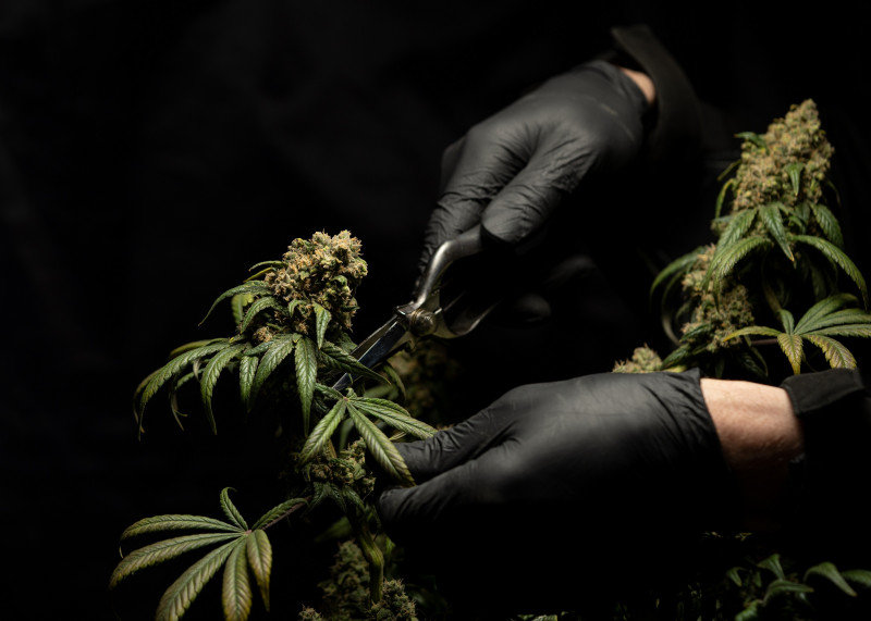 America’s weed legalisation: 5 things to know