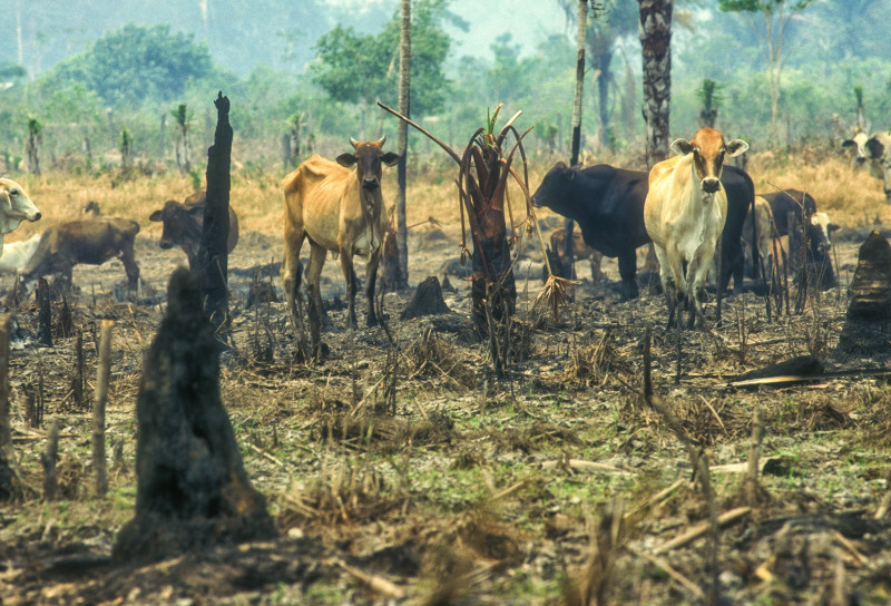 10 football pitches of pristine rainforest lost per minute in 2021