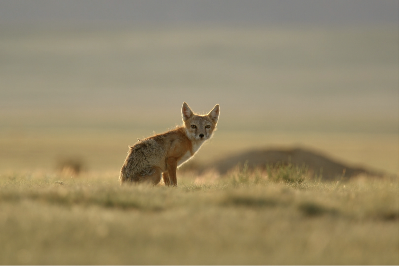 – National Geographic pic