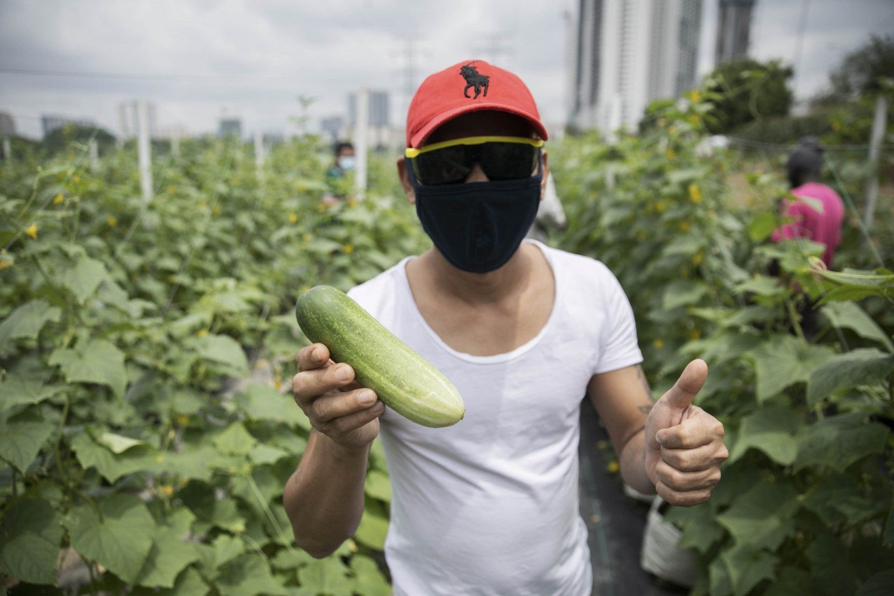 An Anjung Kelana resident showing a full-grown cucumber that he planted. – AZIM RAHMAN/The Vibes pic