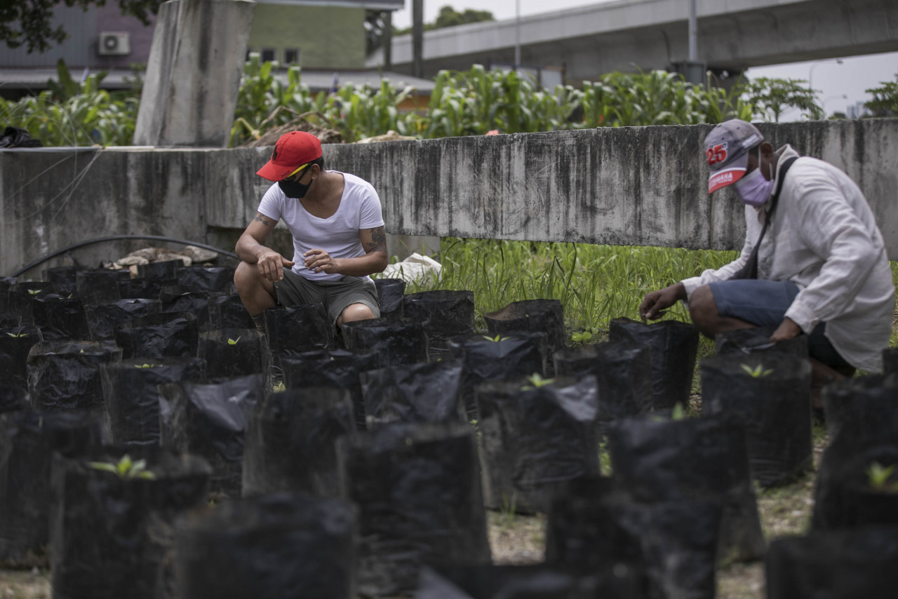 Residents of Anjung Kelana tending to the plants. – AZIM RAHMAN/The Vibes pic