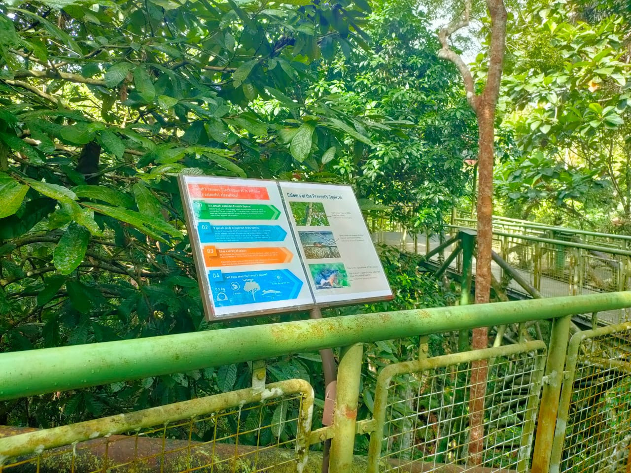 There is something to read every few steps on the skywalk, as it is equipped with outdoor infographics that contain interesting information about wildlife that can be spotted in RDC. – Rebecca Chong pic