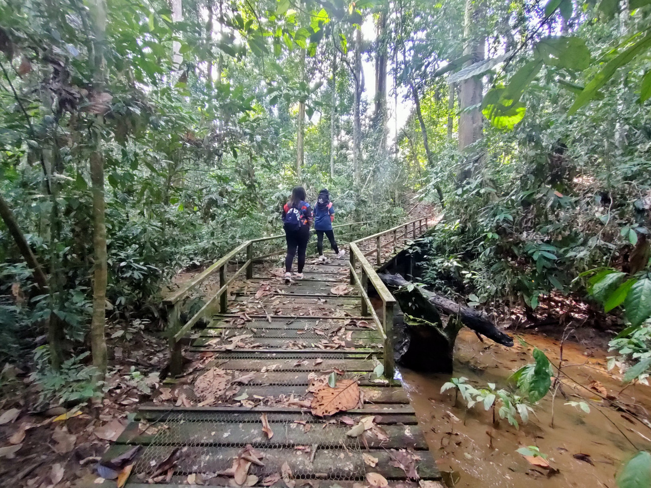 The jungle trail in RDC is about nine kilometres long, visitors are advised to wear comfortable outdoor sports attire to walk this trail. – Rebecca Chong pic 