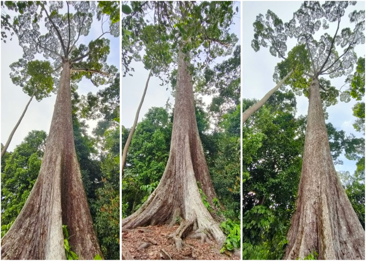 The Sepilok Giant is 65m in height (equal to a 19-storey building). – Rebecca Chong pic 