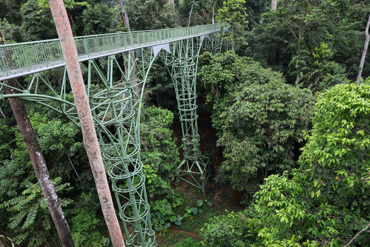 The new 250m canopy walkway was recently completed at a cost of about RM4 million, making it the longest rainforest skywalk in Sabah at 620m. – Ahmad Jimmy pic