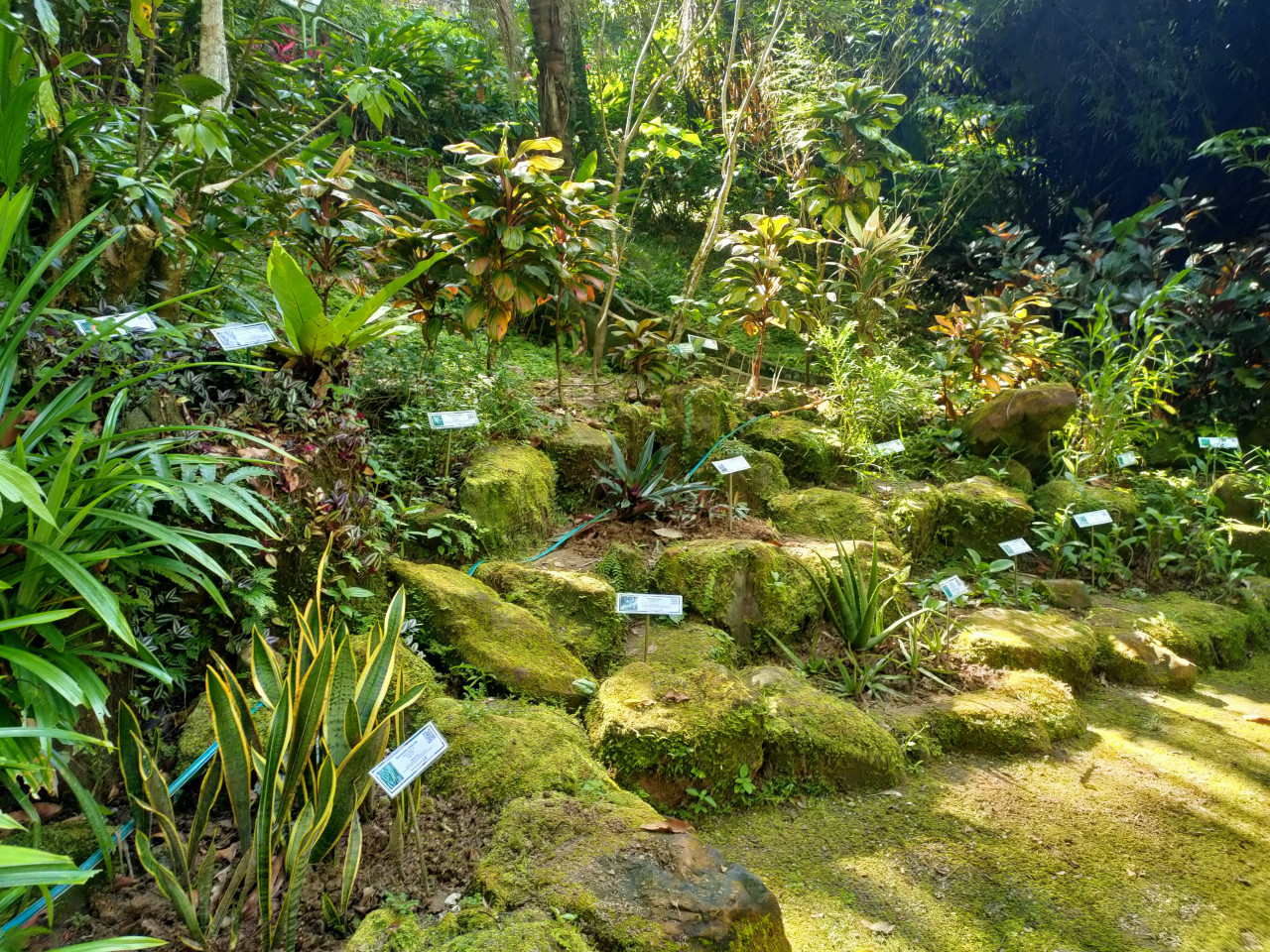 Plants in the Plant Discovery Centre are labelled to ease the educational experience of visitors. – Rebecca Chong pic 