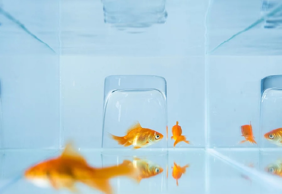 Ruo Ling Lu’s project borrows the perspectives of aquarium fish to reflect upon our experiences and share our stories so that they are not reduced into numbers and statistics in the future. – Pic courtesy of Exposure+ Photo