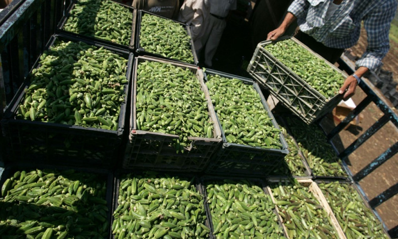 Chemists cook up way to remove microplastics using okra