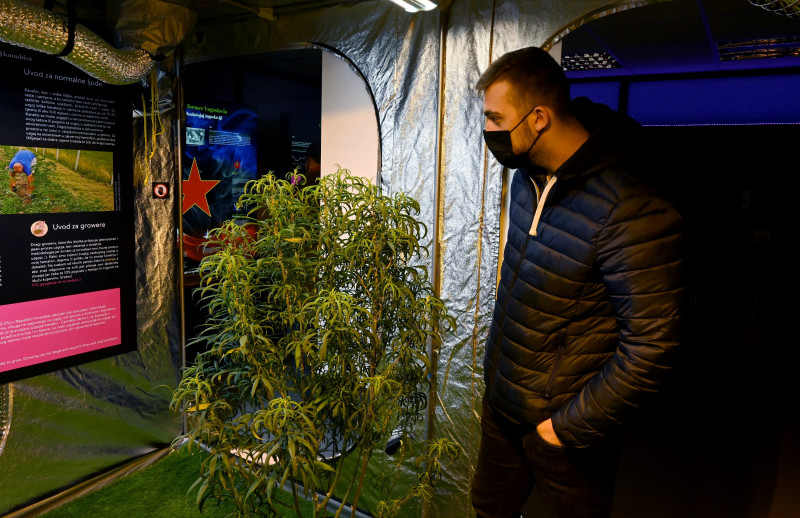 ‘Things you never learn in school’: Croatia’s cannabis museum
