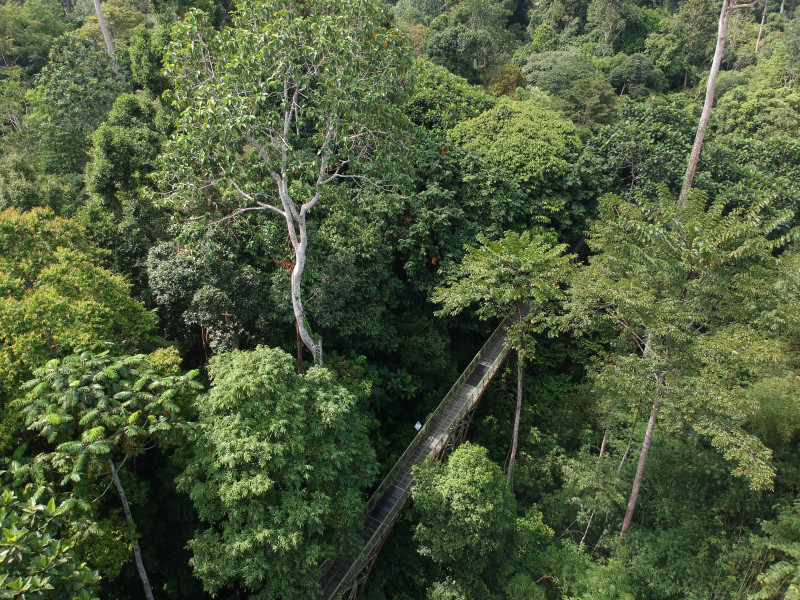 Sandakan Rainforest Discovery Centre: more than just trees 