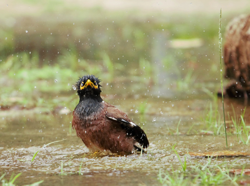 Photo of the week: A respite from the heat for our feathered friend – Wendy Chin