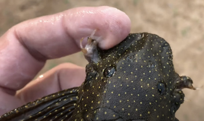 Meet the Wolverine fish, a new freshwater species discovered by scientists