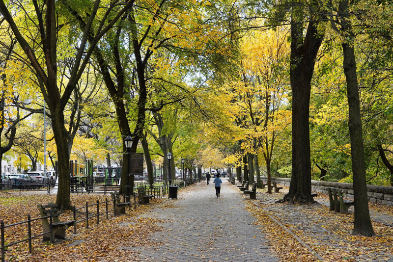 Urban forests are precious carbon sinks that should be better preserved, study shows