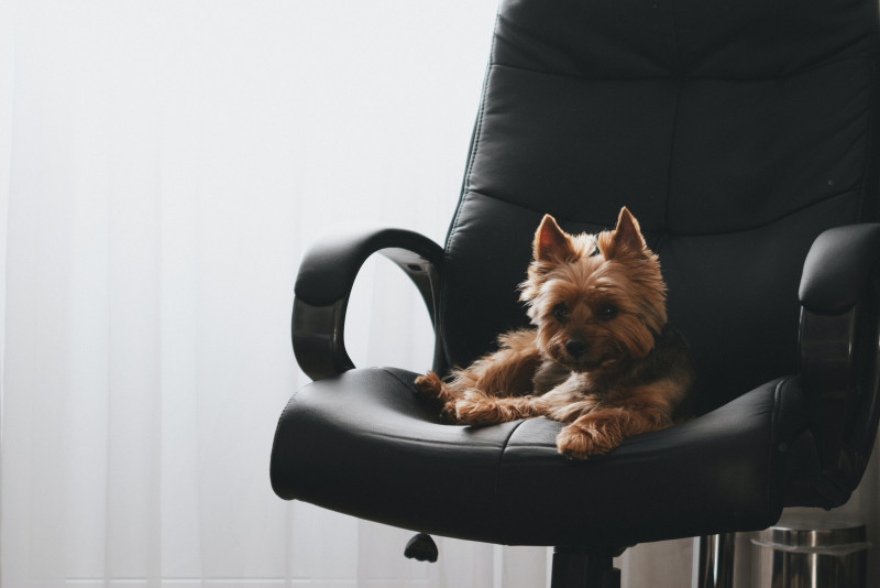 Dogs: from man’s best friend to favourite ‘child’?