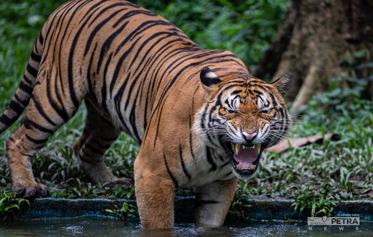 A real-life roaring tiger at the National Zoo becomes the attraction for this Chinese New Year celebration. – SAIRIEN NAFIS/The Vibes pic, February 1, 2022 