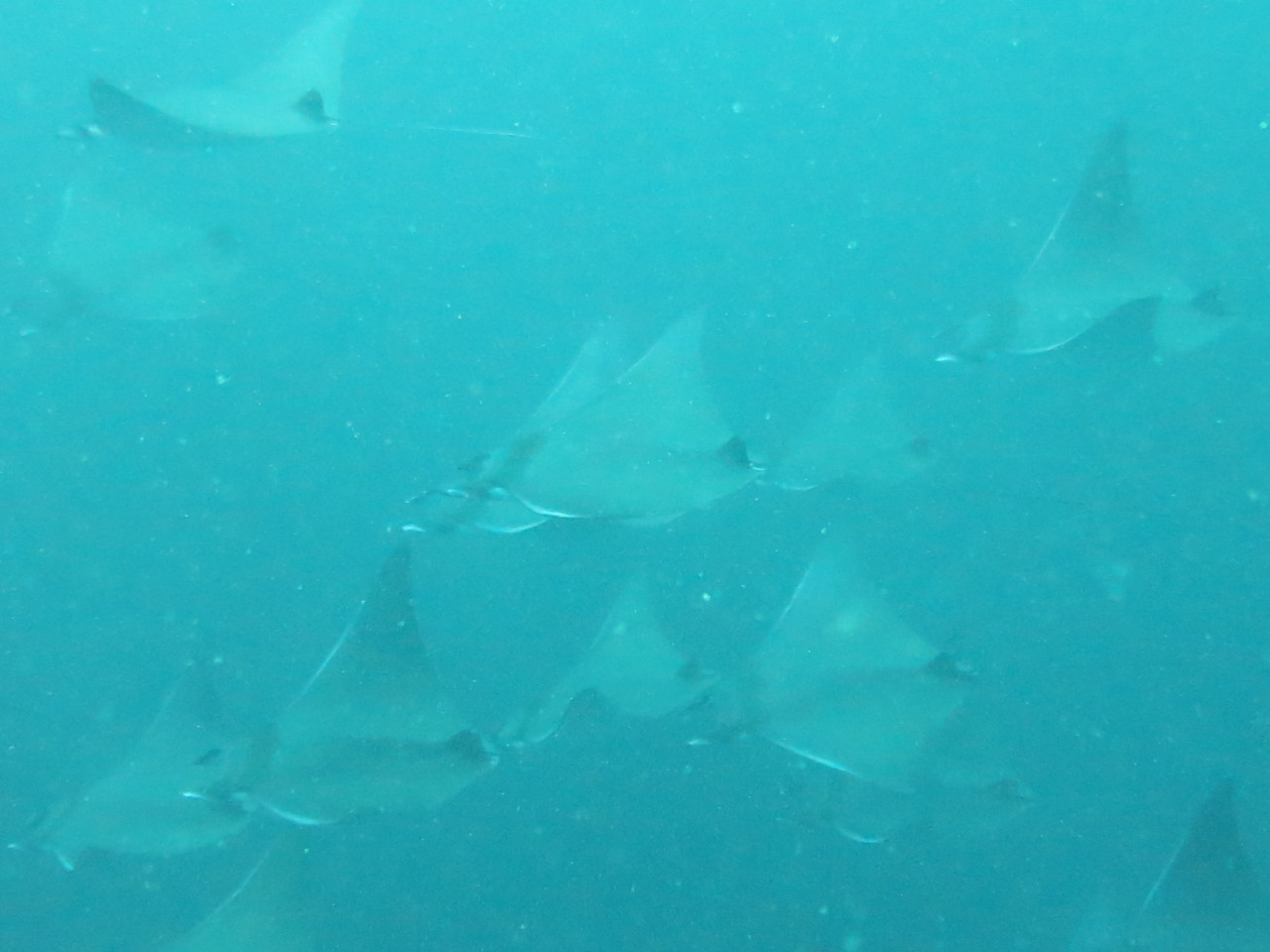 Video still of schooling shortfin devil rays taken at Si Amil, Sabah, by recreational divers. – SJ SEAS pic 