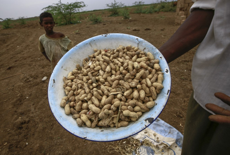 Adding peanuts to young children’s diet can help avoid allergy: study