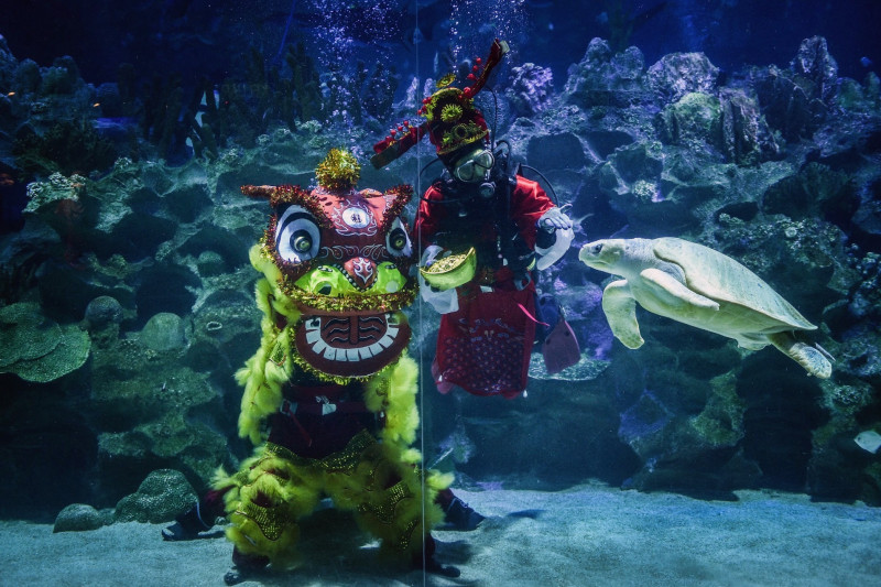 Underwater lion dance at Aquaria ahead of Lunar New Year