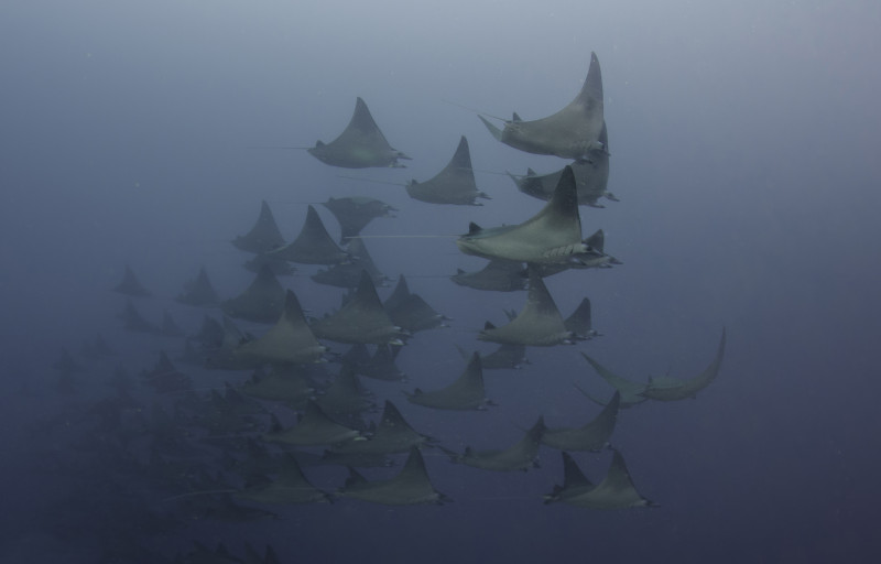 Divers, scientists in awe of endangered devil rays at Pulau Si Amil 