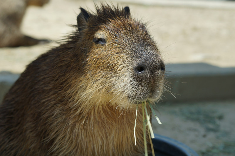 Ecuador, Colombia slam use of wild animal species after MasterChef episode