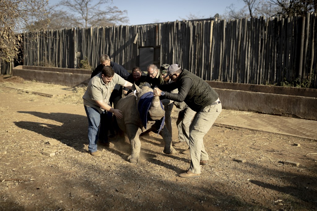 A group of men try to make a white rhino calf stand up after being sedated to move him into a trailer in an undisclosed location, Limpopo province, on July 14, 2022. – AFP pic