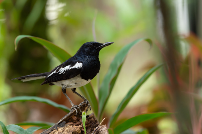 By 2080, climate change will have decimated the number of bird species