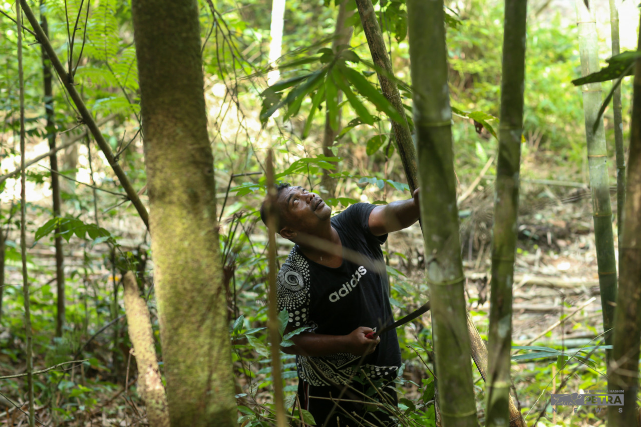 Aras Jumi’s experience in finding quality lemang bamboo is in high demand. – NOOREEZA HASHIM/The Vibes pic, May 9, 2022