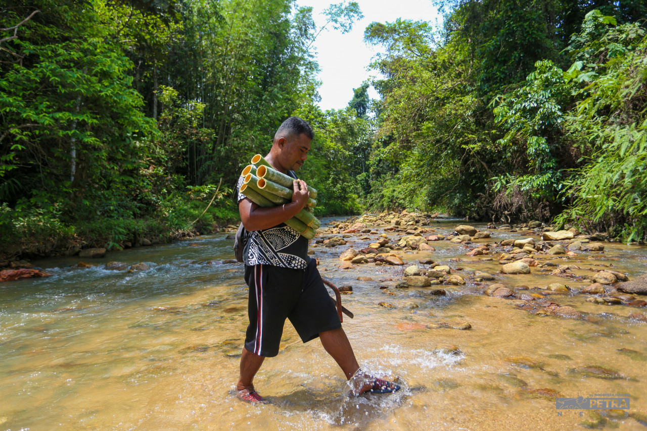 The work of finding lemang bamboo is getting busier ahead of Hari Raya. – NOOREEZA HASHIM/The Vibes pic, May 9, 2022