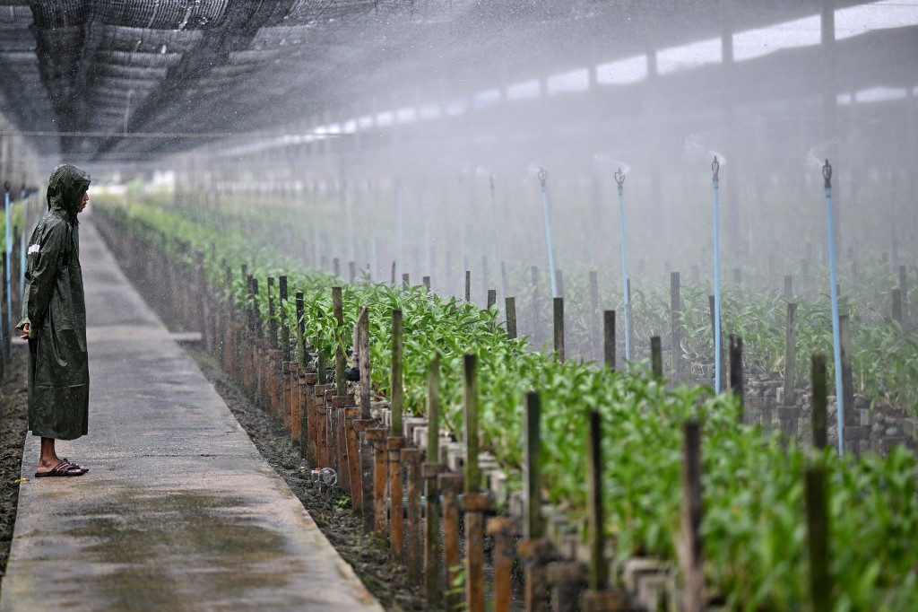 A worker watching as orchids are watered at an orchid farm in Nakhon Pathom on April 7, 2022. – AFP pic