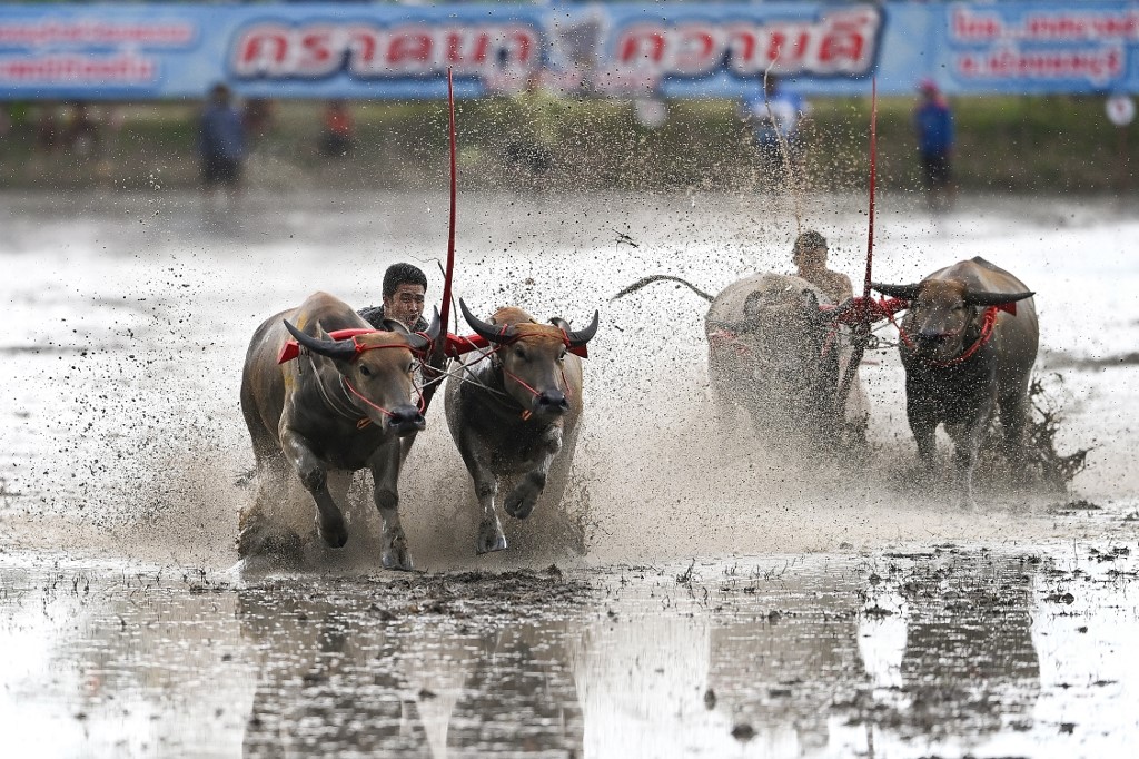 Racers run with their buffaloes in a traditional buffalo race during the rice-planting festival in Chonburi on June 26 to celebrate the start of paddy-sowing season. – AFP pic