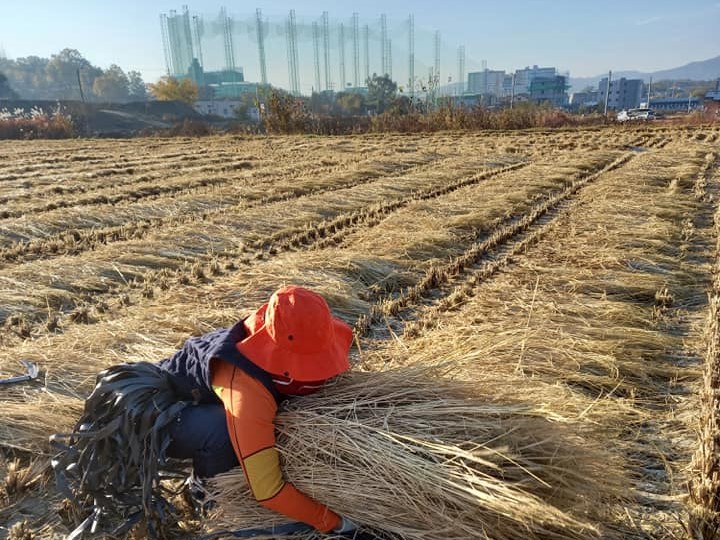 Nora works the land at a ginseng farm. – Facebook pic
