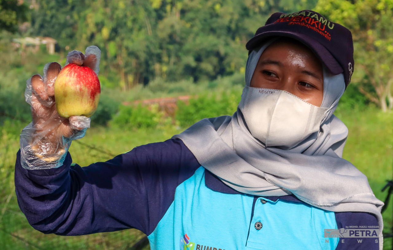 An apple farm operator in Kota Batu showing the apple type Anna to visitors. – MOHD HAZLI HASSAN/The Vibes pic