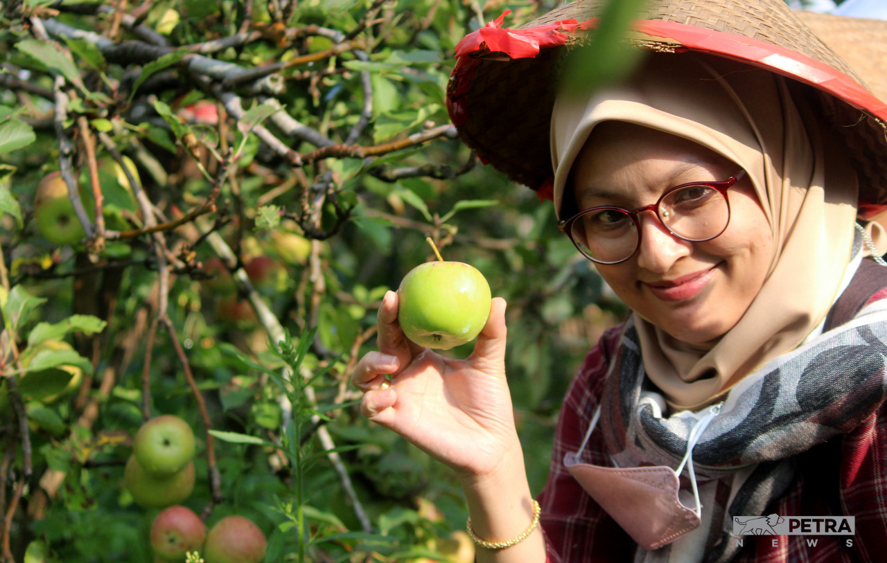 The apple farm in Kota Batu became the focus after successfully producing apples of the same quality of those of colder climes. – The Vibes pic