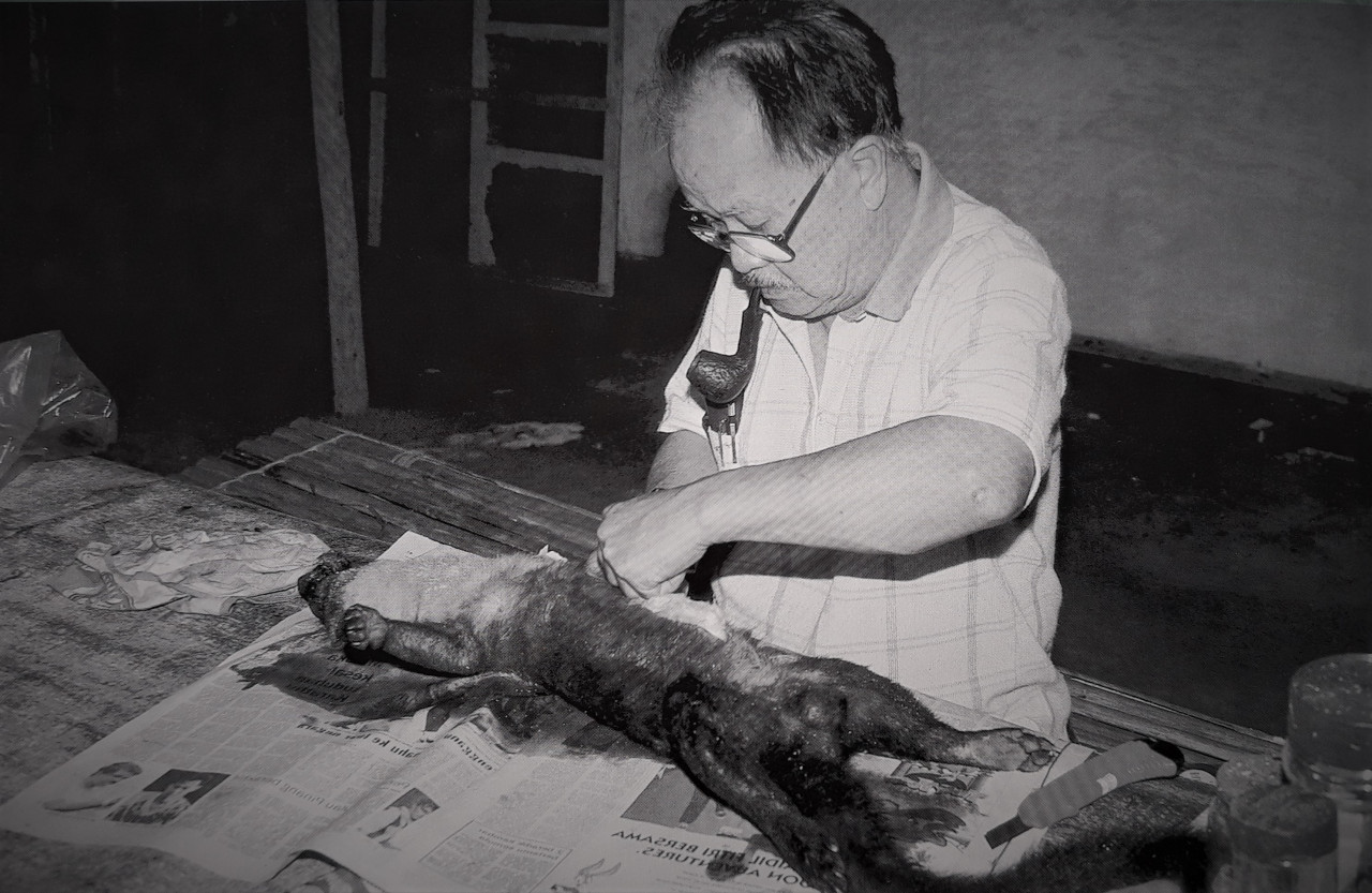 Dr Lim working on a specimen of the yellow-throated marten, known locally as the ‘musang leher kuning’. – Pic courtesy of Malaysian Nature Society