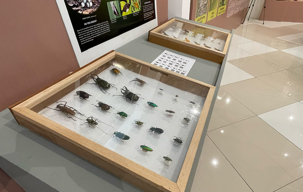 Some of the insects on display at the Tun Mustapha Museum in Kudat. – JASON SANTOS/The Vibes pic