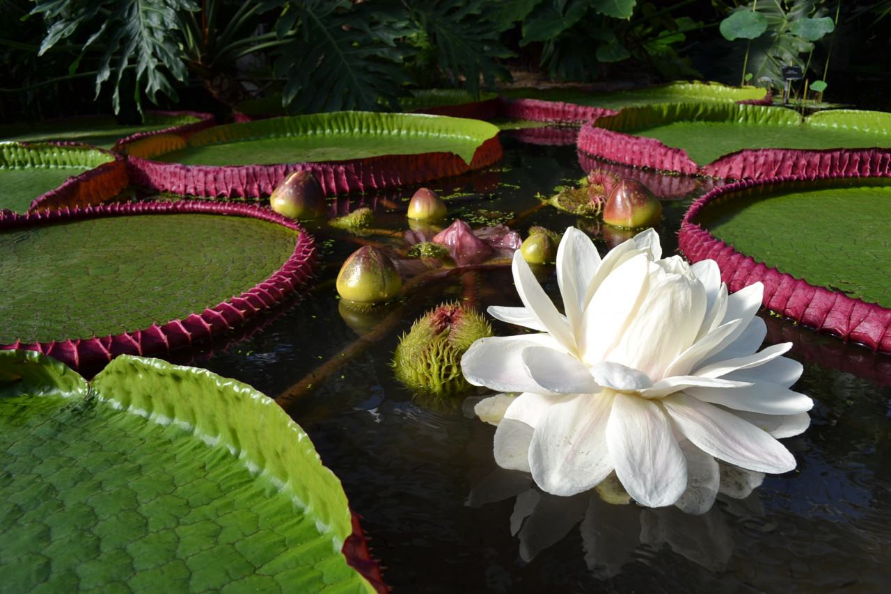 Victoria boliviana on first night flower in Kew's Princess of Wales Conservatory. – Pic courtesy of Lucy Smith
