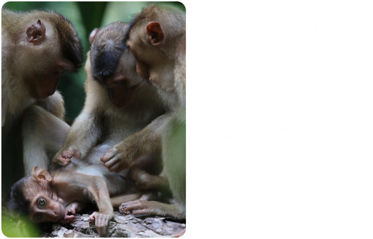 Southern pigtailed macaques from Dr Ruppert's study group. – Pic courtesy of Peter Ong