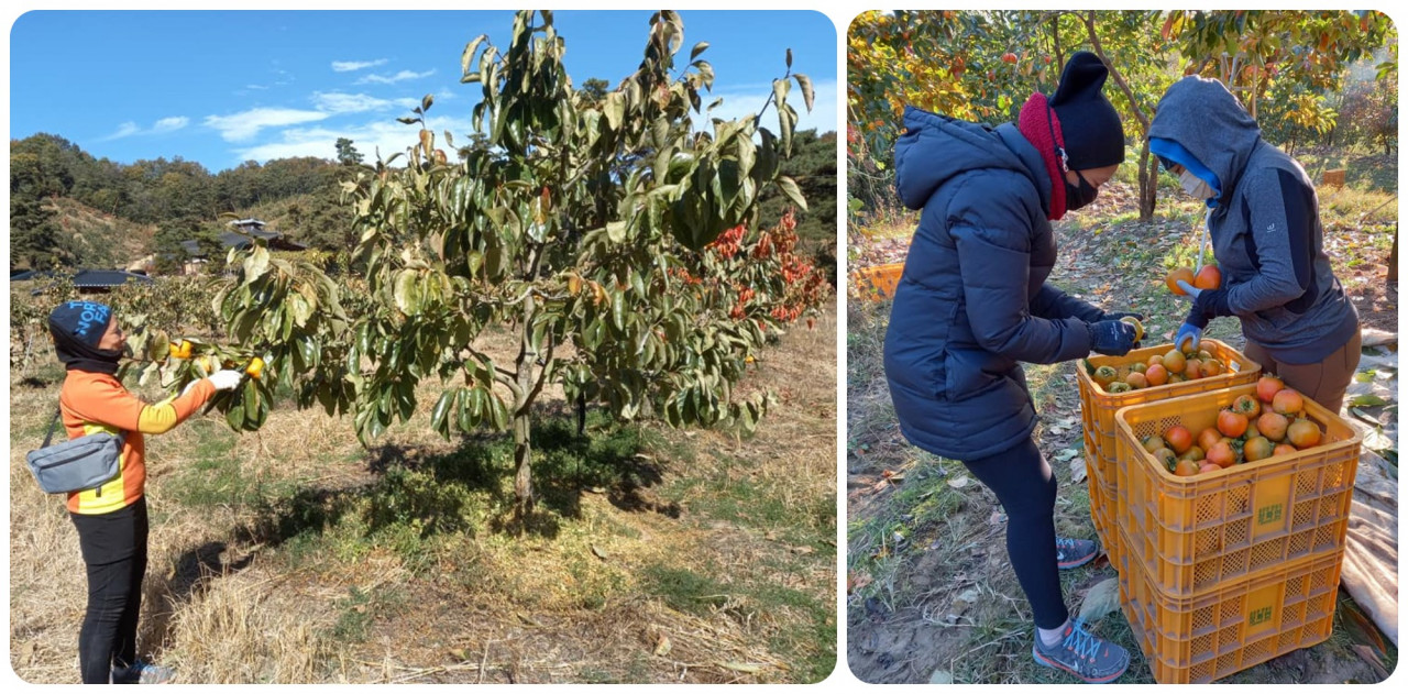 Nora works as a vegetable and fruit picker to make ends meet while in South Korea. – Facebook pic