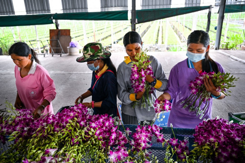 Blooming shame: pandemic, Ukraine war hurts Thai orchid industry
