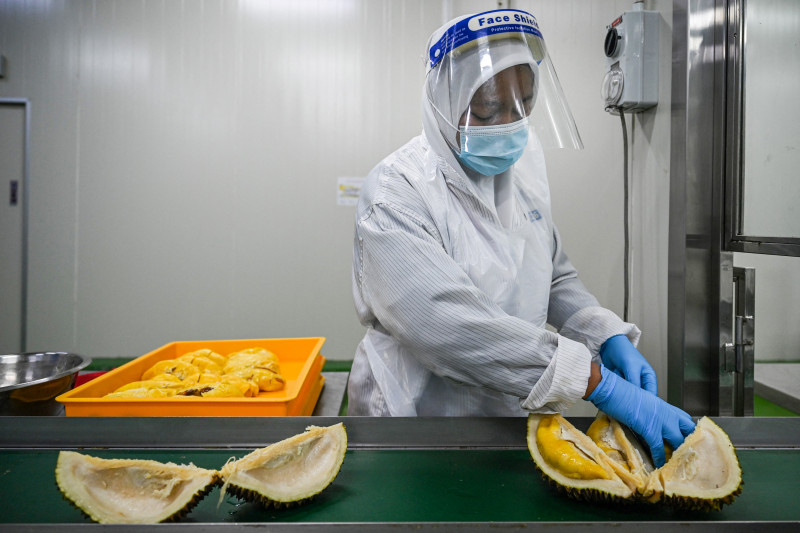 From drones to sensors, Malaysian durian grower goes high-tech