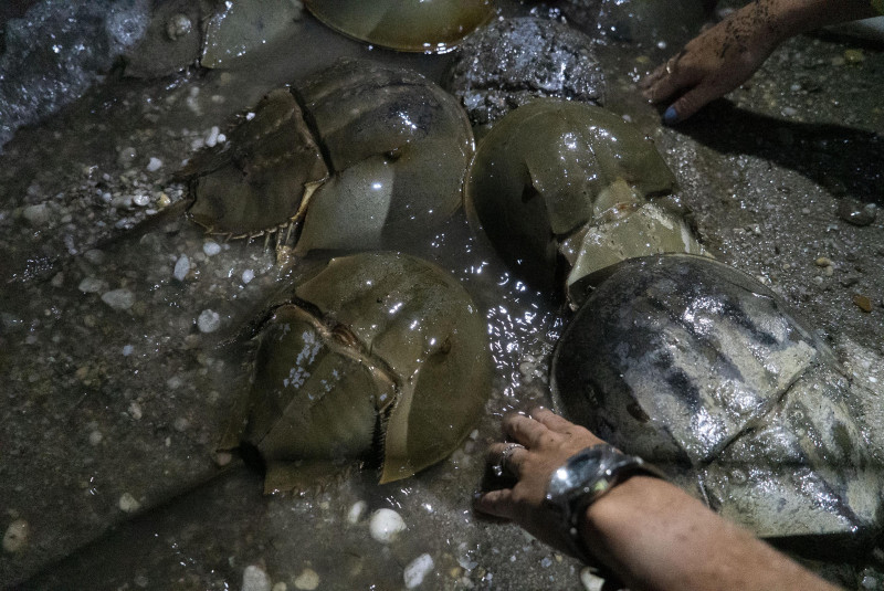 Horseshoe crabs: ‘Living fossils’ vital for vaccine safety