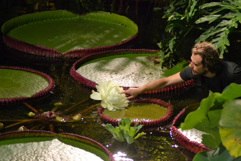 Kew Gardens announces new giant waterlily species