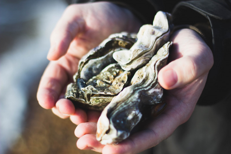 Oysters revealing their true potential for skin