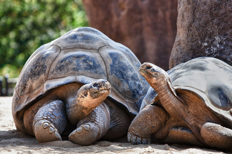 Forever young: many cold-blooded creatures don’t age, studies show