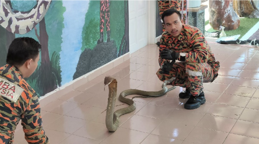 Safiq (right) is showing how to handle a cobra during the ‘snake confidence’ session. – Bernama