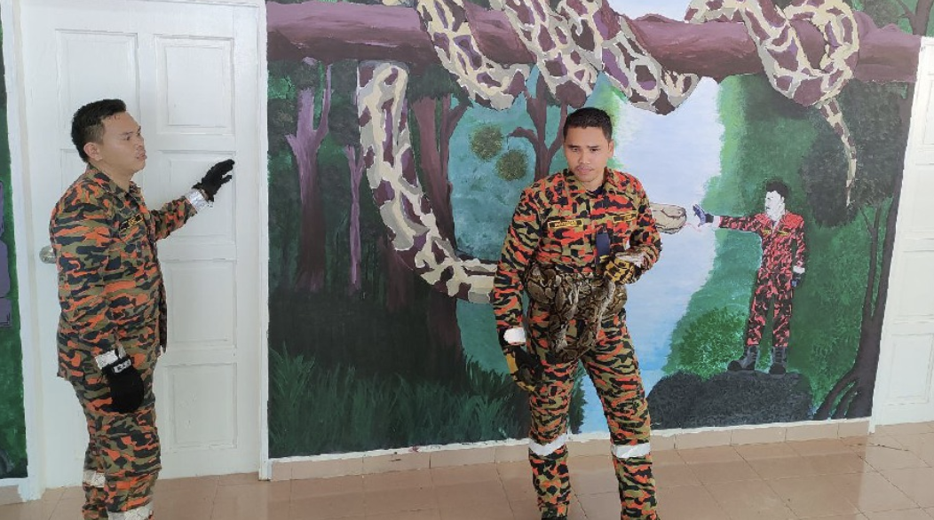Snakes that are commonly used for training are batik pythons and tedung selar considering that these types of snakes usually enter people's homes. – Bernama pic
