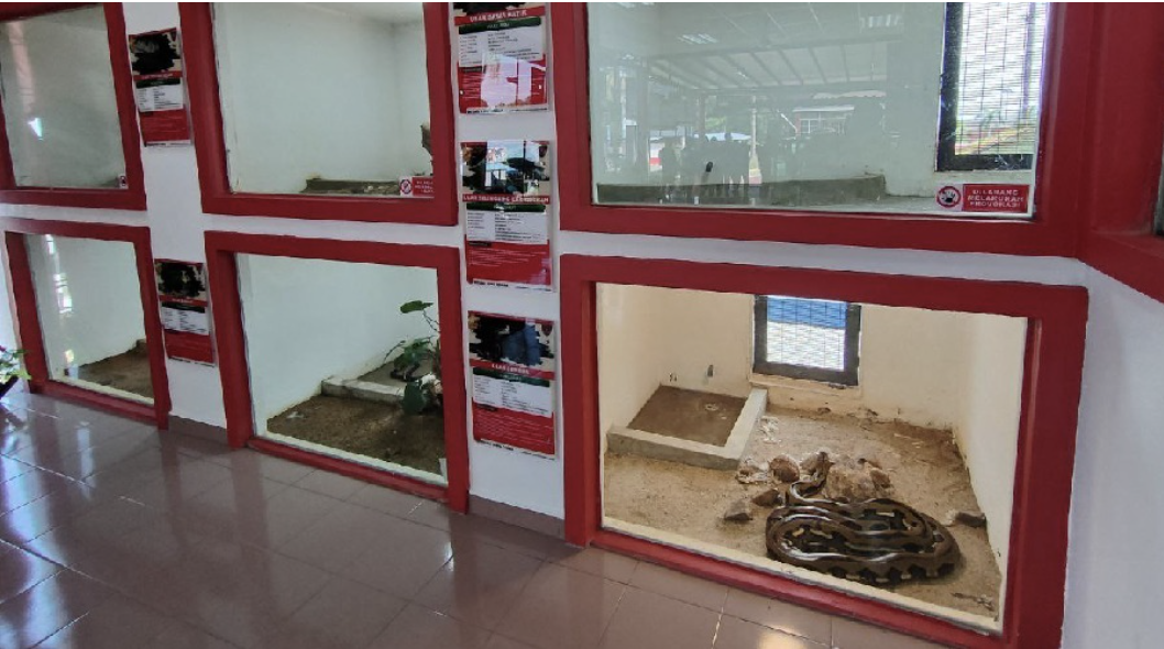 There are 17 types of venomous and non-venomous snakes in the Snake Training Gallery, including the Reticulated Python and the Wagler's Pit Viper. – Bernama pic