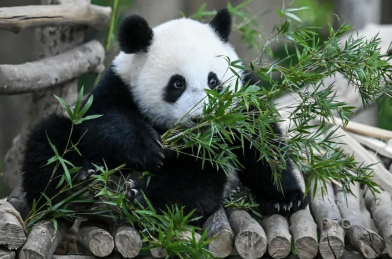 Tears as Malaysia-born panda cubs head to China