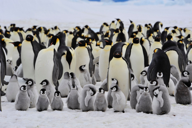 Warming decimates Antarctica's emperor penguin chicks | Animals | The Vibes